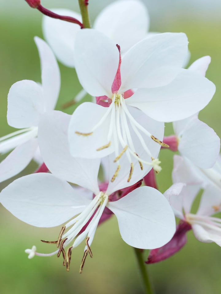 Gaura Lindheimeri Flower Seeds for Planting - 100 pcs