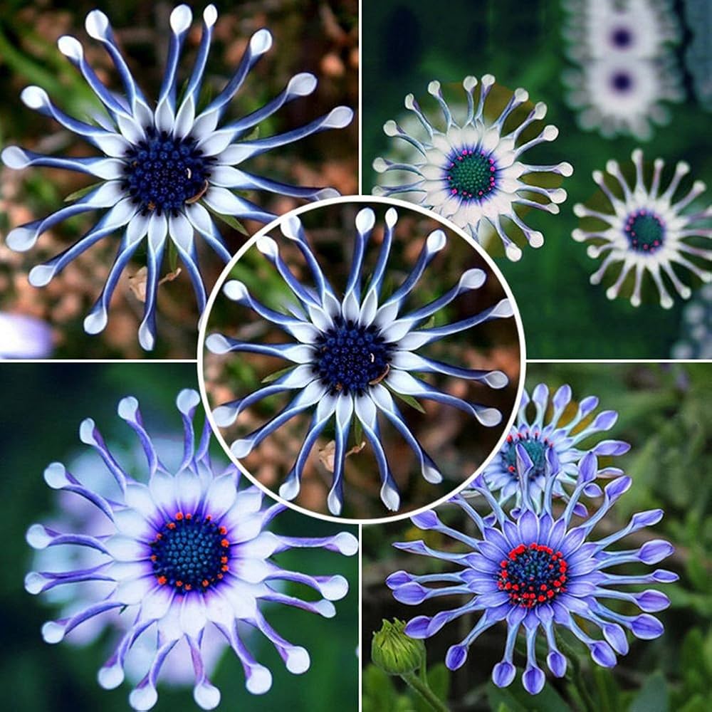 Blue Daisy exotic ornamental seeds blooming into vibrant blue flowers with sunny yellow centers, perfect for garden borders