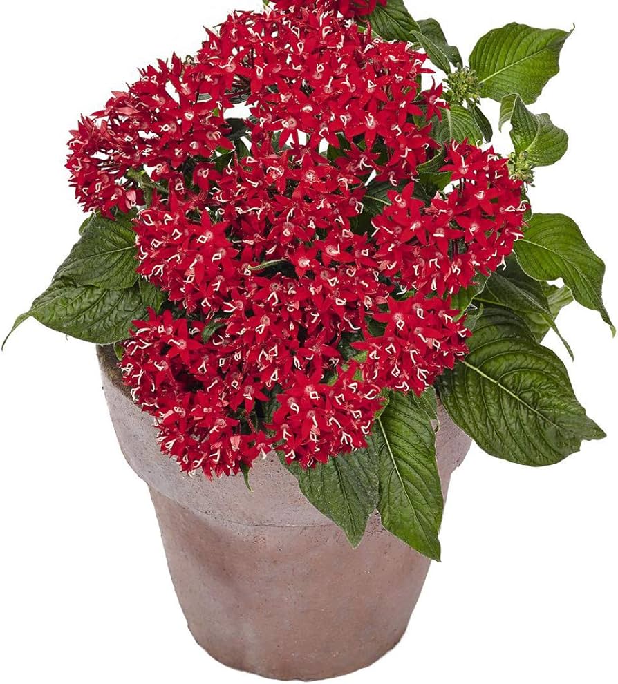 Pentas (Graffiti Bright Red) for planting in garden