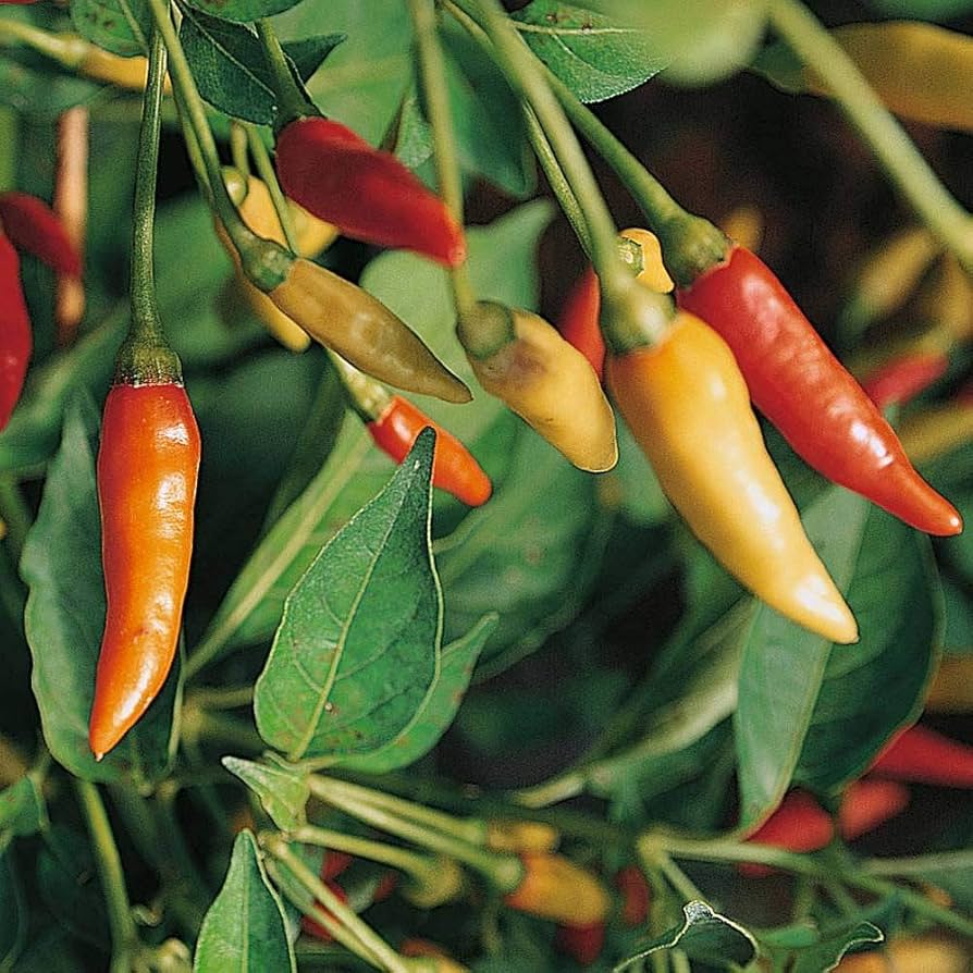 Tabasco Pepper seeds – 2018 heirloom hot chili for spicy gardens