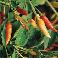 Tabasco Pepper seeds – 2018 heirloom hot chili for spicy gardens
