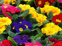 Non-GMO Mixed Primula Malacoides Flower Seeds for Garden Planting – Primrose Seeds