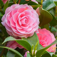 Camellia flower Camellia japonica seeds for planting in pots, balcony, or backyard gardening