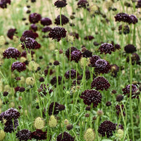 Queen (Anne's lace flower Daucus carota Gothic black heirloom) for planting in garden