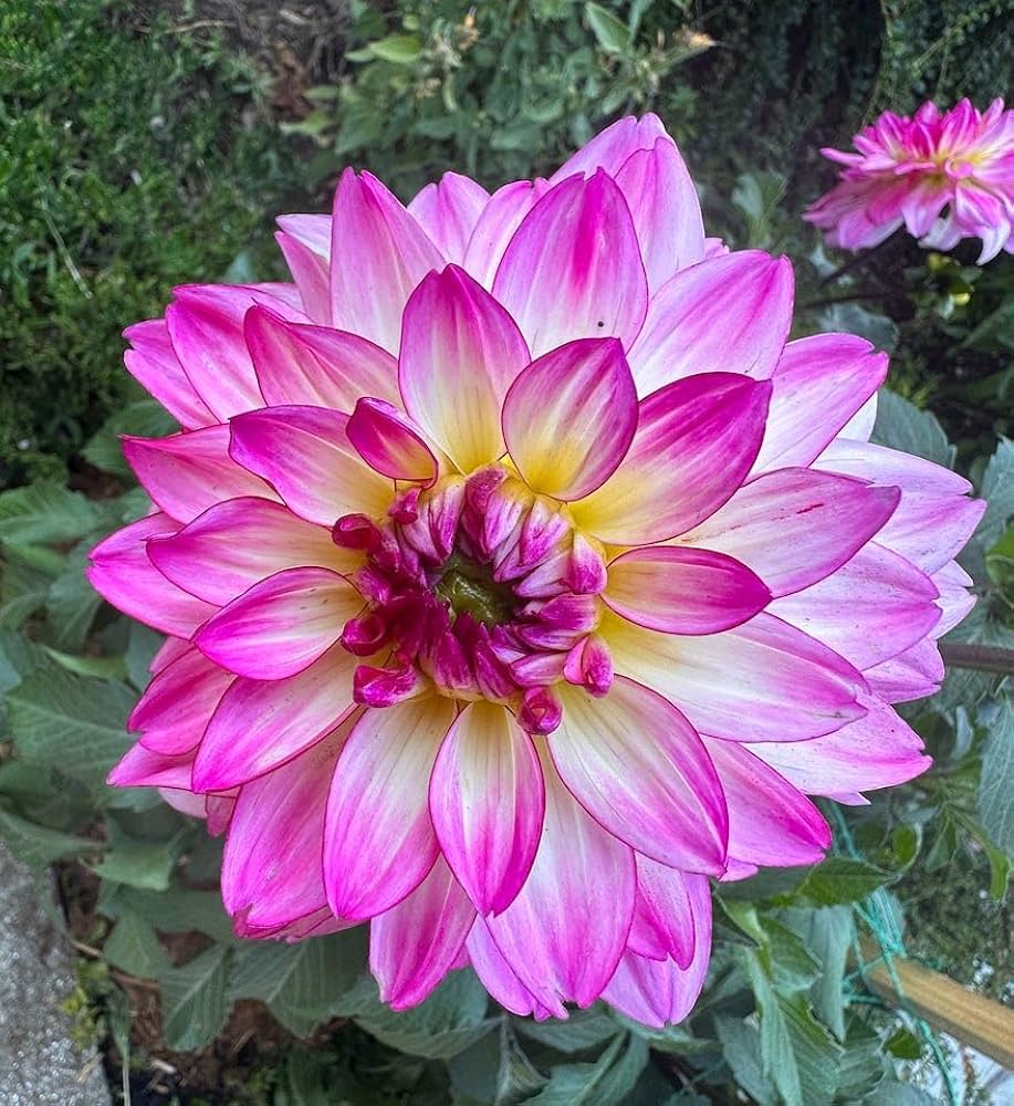 Mini dahlia flowers grown from seeds with compact blooms in various vibrant colors