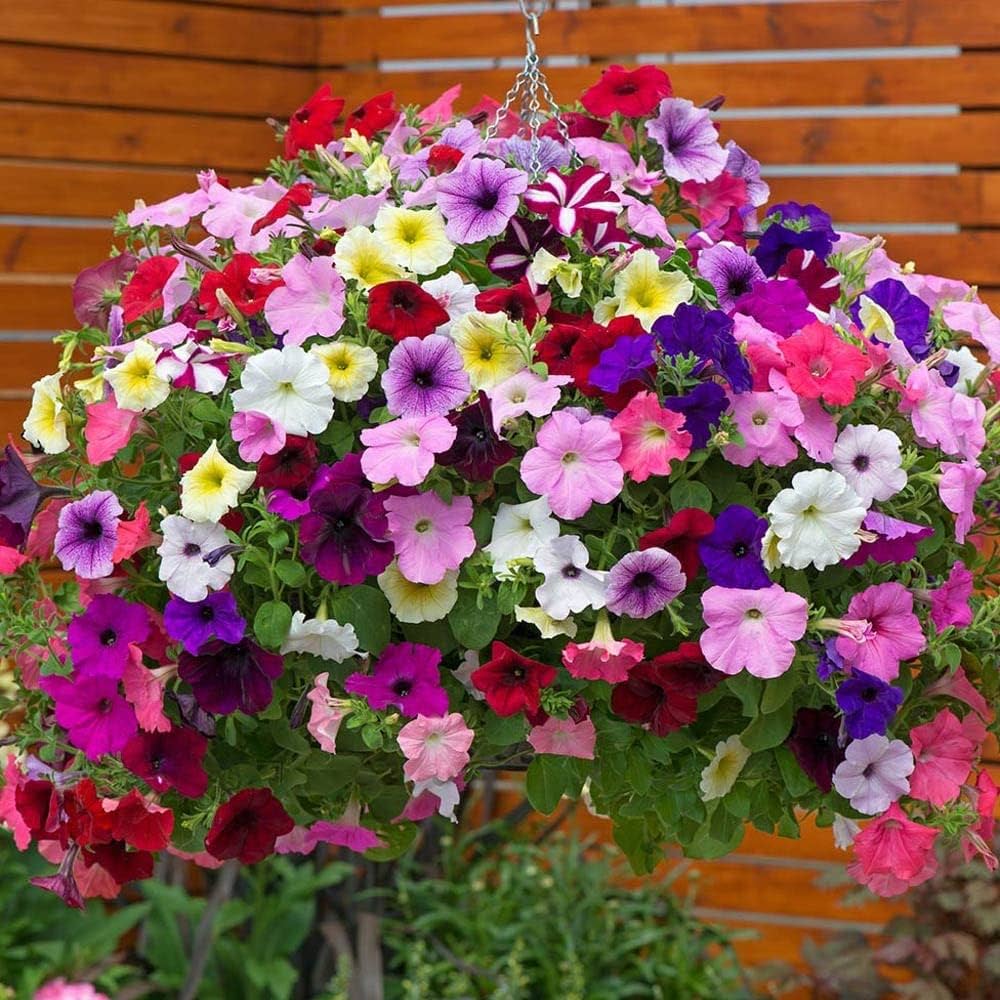 Mixed garden petunia shuttlecock flowers grown from seeds with ruffled, colorful blossoms