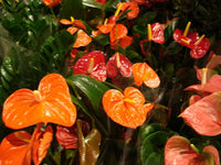 Multi-Colour Anthurium Flower Seeds for Planting Tropical - Non GMO seeds