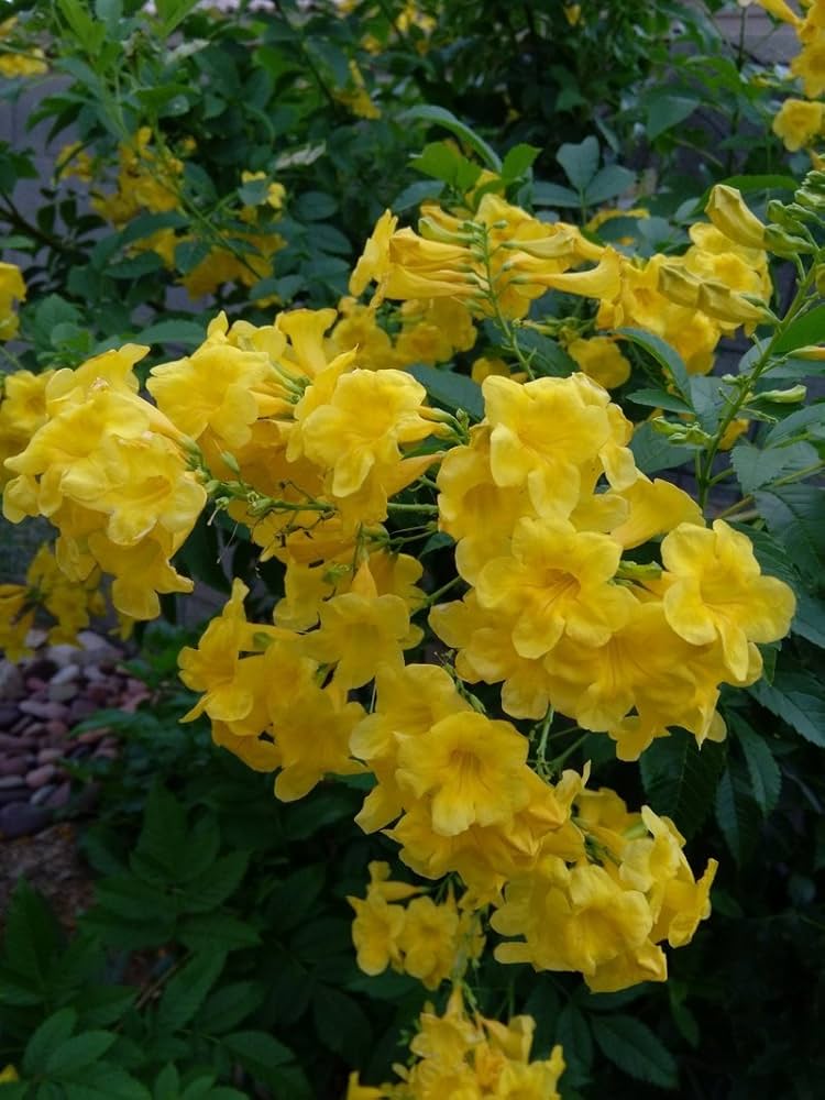 Enkianthus seeds for planting – deciduous shrub seeds with bell-shaped flowers, vibrant autumn foliage, and garden landscaping use