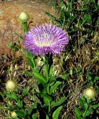 American basketflower Centaurea americana flower seeds for planting in garden beds or ornamental pots