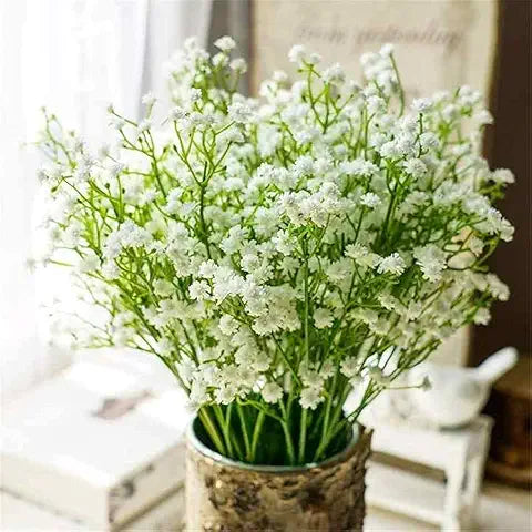 Gypsophila Rainbow Easy Grow Plant - for planting in home garden