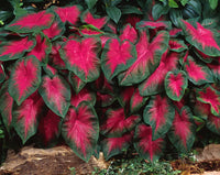 Freida Hemple Fancy Leaf Caladium