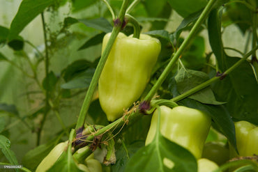 Zambia Pepper Capsicum Chinense Vegetable Seeds for Planting in Vertical Garden and Outdoor Pots