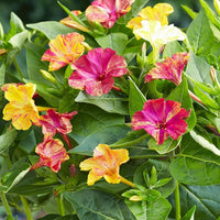 Mirabilis Jalapa Mix (Four O'Clock) flowers grown from seeds with trumpet-shaped multicolored blooms