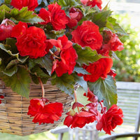 Prima Donna Begonia Red