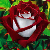 Mini Heirloom Nine-Color Rose Decorative Flower Seeds