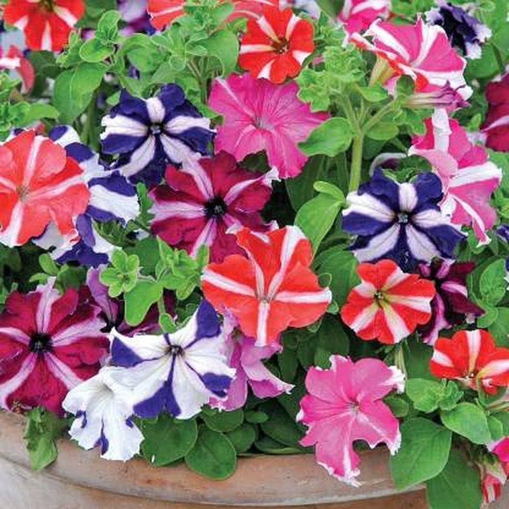 Hanging Petunia Seeds for trailing, colorful petunia flowers, perfect for hanging baskets, container gardening, and vibrant summer blooms.