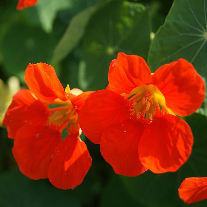 Organic Heirloom Non-GMO Orange Nasturtium Seeds for Planting – Bright Garden Blooms