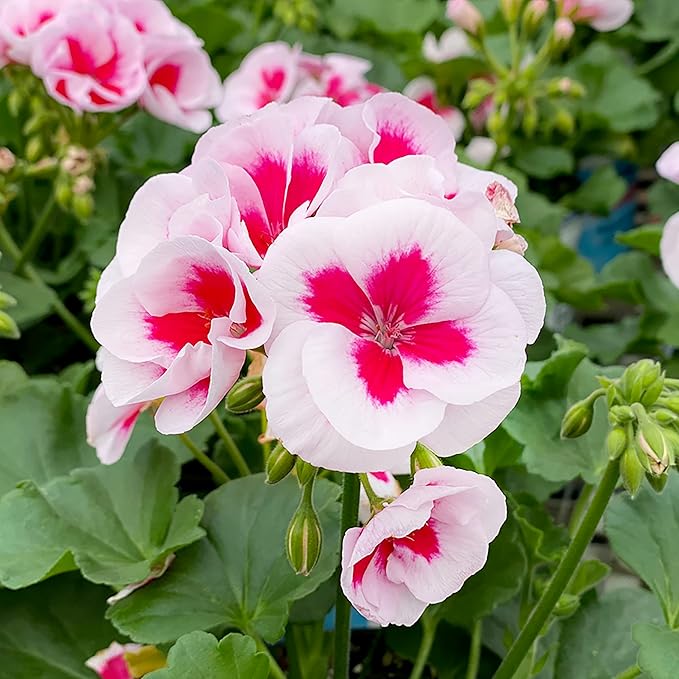 Red & White Geranium Flower Seeds for Planting – Heirloom & Non-GMO Seeds