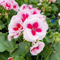 Red & White Geranium Flower Seeds for Planting – Heirloom & Non-GMO Seeds