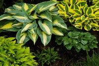 Hosta Perennial Lily Ground Cover Flower Seeds for Garden