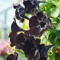 Petunia Black Mamba Unique Dark Flower - for planting in home garden