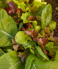 Mesclun Mix Lettuce Salad Vegetable Seeds