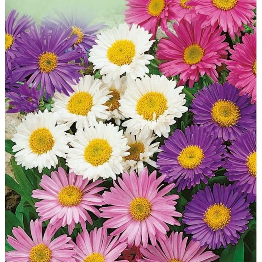 Aster Alpinus Mix seeds producing hardy alpine plants with daisy-like flowers in a vibrant range of colors for rock gardens and borders