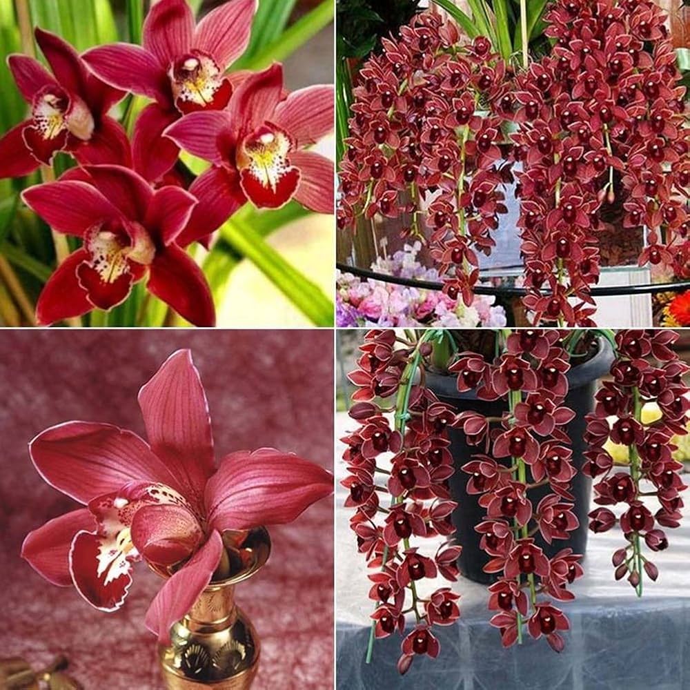 Chinese Cymbidium Orchid Mixed Flower Seeds