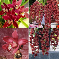 Chinese Cymbidium Orchid Mixed Flower Seeds