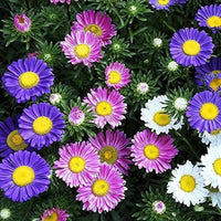 Semi Aster Rainbow Perennial Flower Seeds