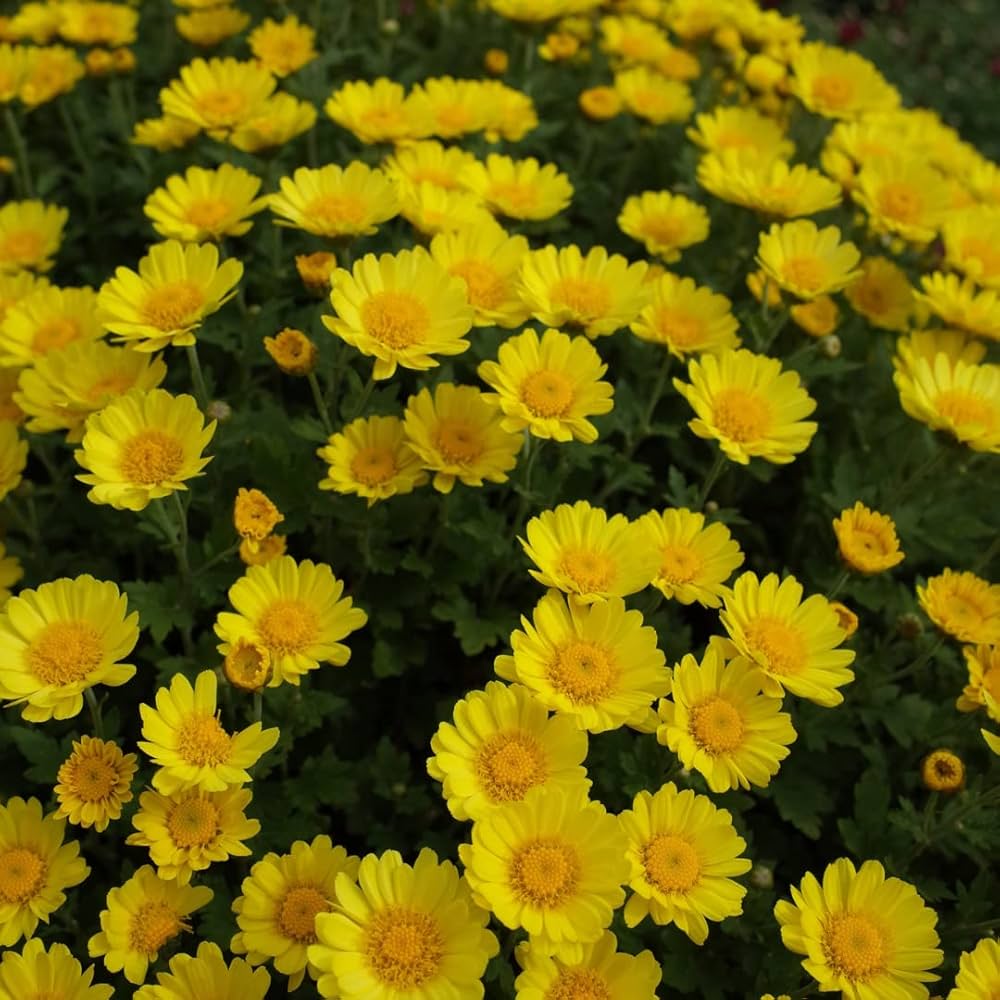 Chrysanthemum- Golden Yellow