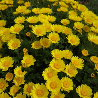 Chrysanthemum- Golden Yellow
