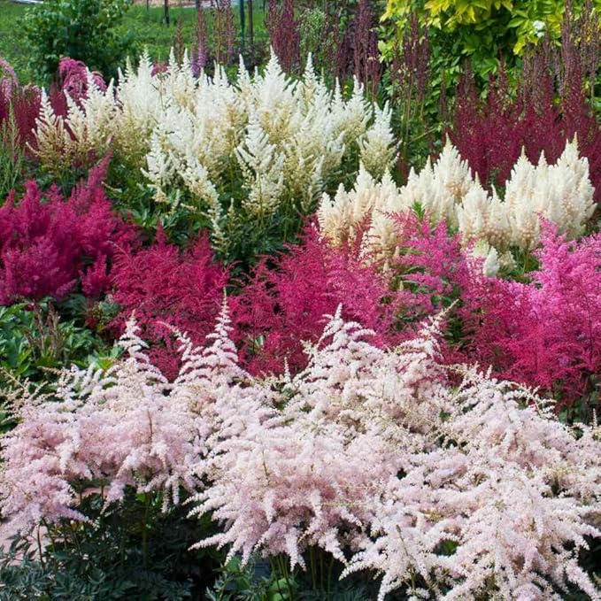 Deluxe Astilbe Collection