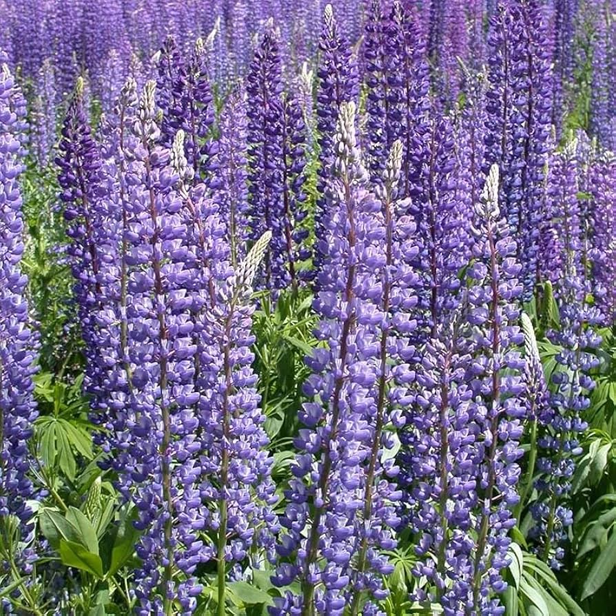 Perennial - Lupine for planting in home garden