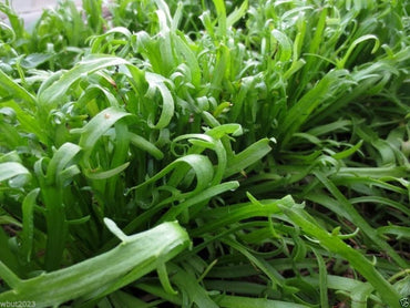 Minutina – Specialty Green Seed