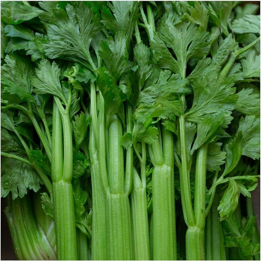 Tendercrisp Celery Apium Graveolens Vegetable Seeds for Planting in Kitchen Garden and Vertical Garden Beds