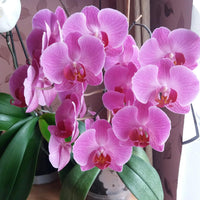 Phalaenopsis Orchid Seeds for Indoor Gardening