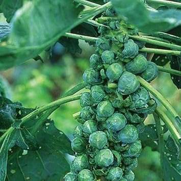 Catskill Vegetable seed mix for garden planting