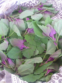 Magenta Spreen – Organic Microgreen Seed