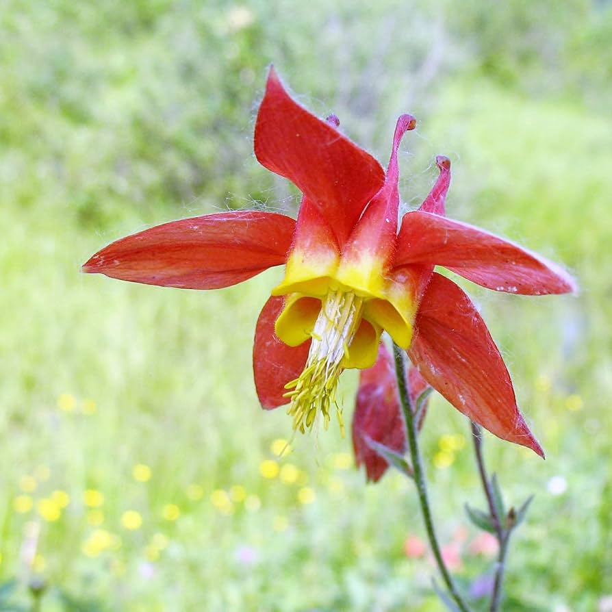 Canadian Columbine seeds blooming into delicate, nodding flowers with red and yellow petals, perfect for cottage gardens and pollinator habitats