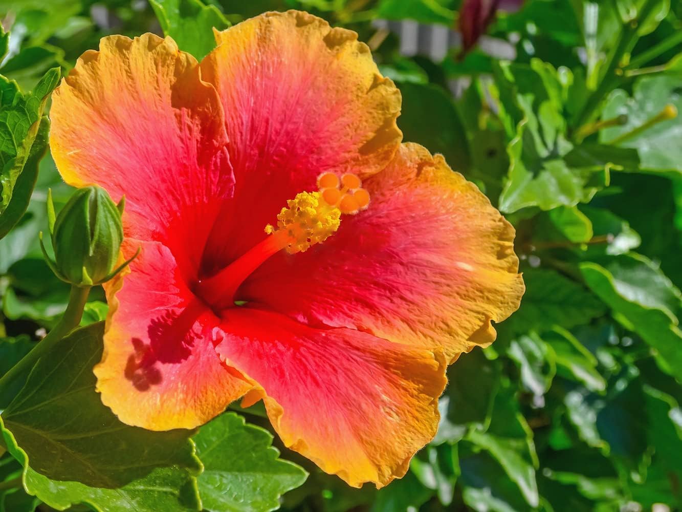 Yellow Orange Hibiscus seeds producing tropical perennial flowers with golden yellow petals fading into warm orange tones, ideal for vibrant garden borders