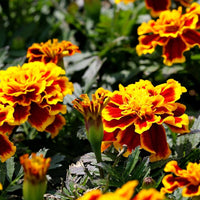 Tall Multicolor Marigold flower seeds – vibrant mix for border planting