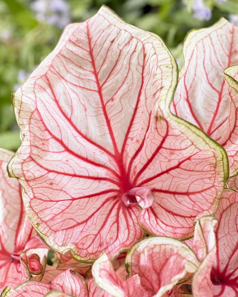 Florida Sweetheart Strap Leaf Caladium