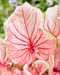 Florida Sweetheart Strap Leaf Caladium
