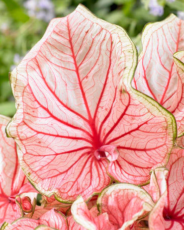 Florida Sweetheart Strap Leaf Caladium
