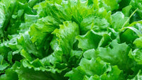 Lettuce Vegetable Seeds for Planting - 100 pcs