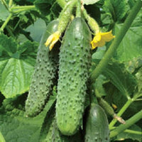 Miniature White cucumber seeds heirloom variety for crisp compact harvest
