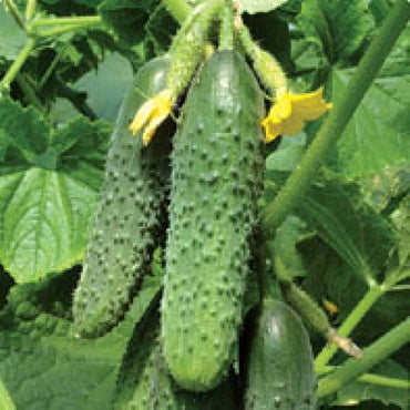 Miniature White cucumber seeds heirloom variety for crisp compact harvest