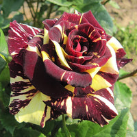 Dragon Rose Mixed Color Flower Seeds for Planting – Heirloom Non-GMO Seeds