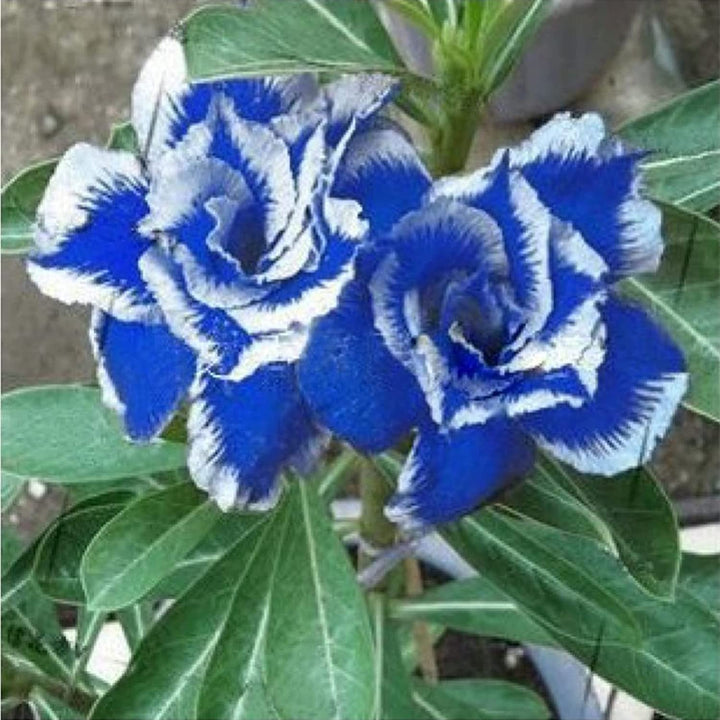 Heirloom White Blue Adenium Obesum Flower Seeds for Planting – Non-GMO, Exotic Blooms